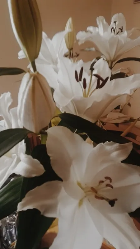 gschamig onlyfans header image